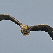 White-tailed Eagle  "Haliaeetus albicilla"
